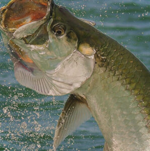 SEASIDE FLORIDA FISHING