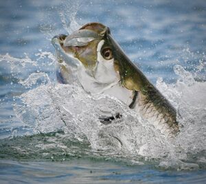 TARPON FLY FISHING